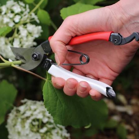 Okatsune 180mm Bypass Pruners Small No.101 in use